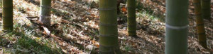 bambooplant